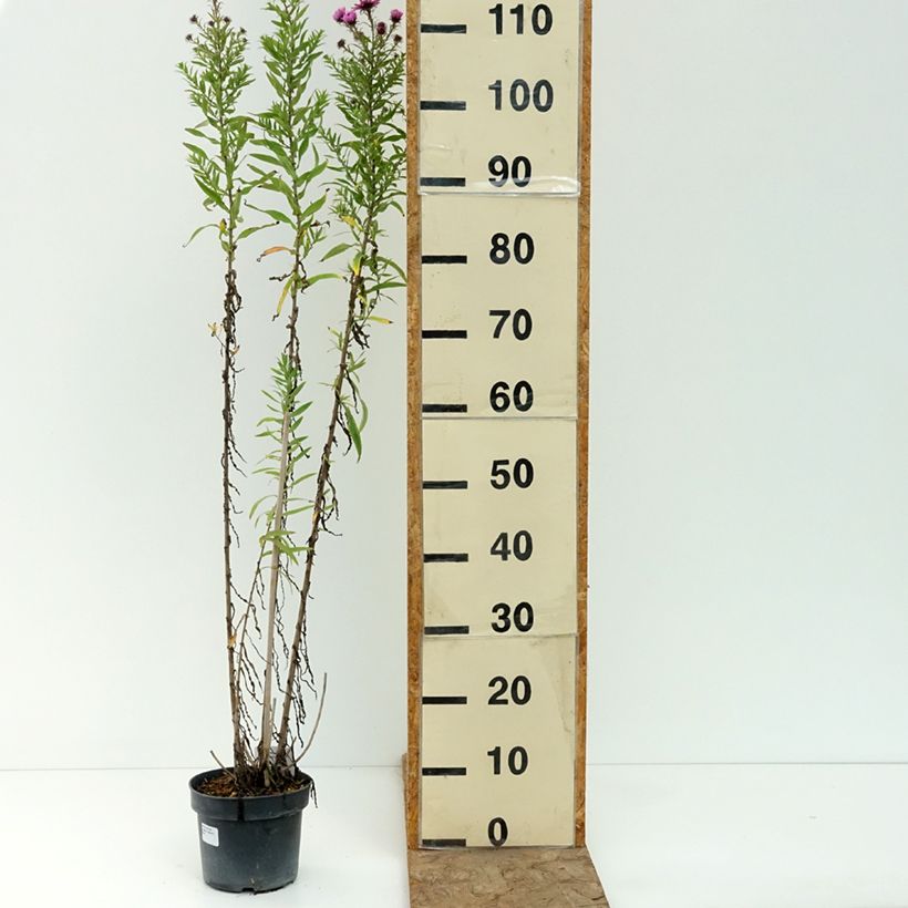 Esimerkki kesällä toimitetusta Tuoksuasteri Barrs Pink 2 litran/3 litran ruukku-taimesta