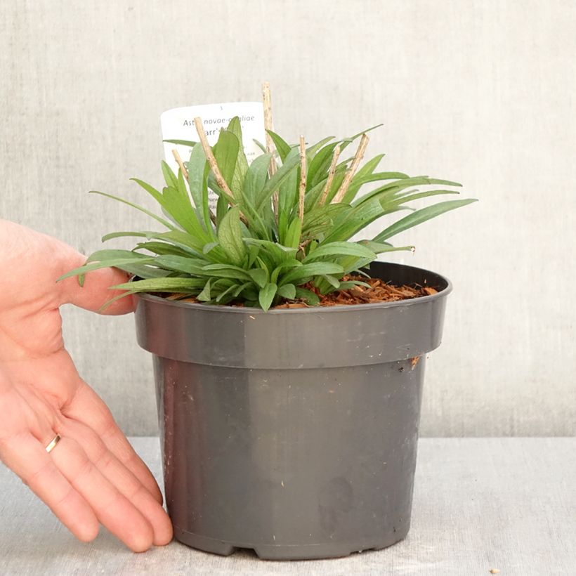 Esimerkki keväällä toimitetusta Tuoksuasteri Barrs Pink Pot de 2L/3L-taimesta