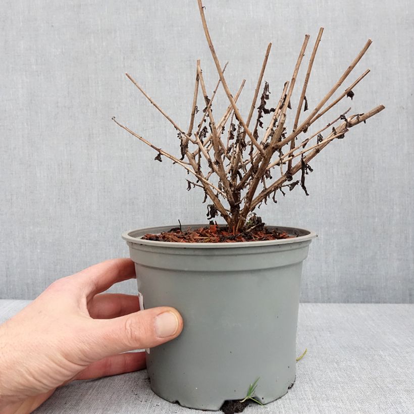 Esimerkki talvella toimitetusta Aster novae angliae Barrs Blue - Aster grand d'automne Pot de 2L/3L-taimesta