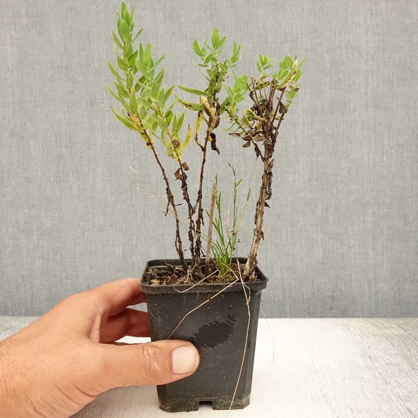 Esimerkki kesällä toimitetusta Tuoksuasteri Herbstschnee Godet de 8/9 cm-taimesta