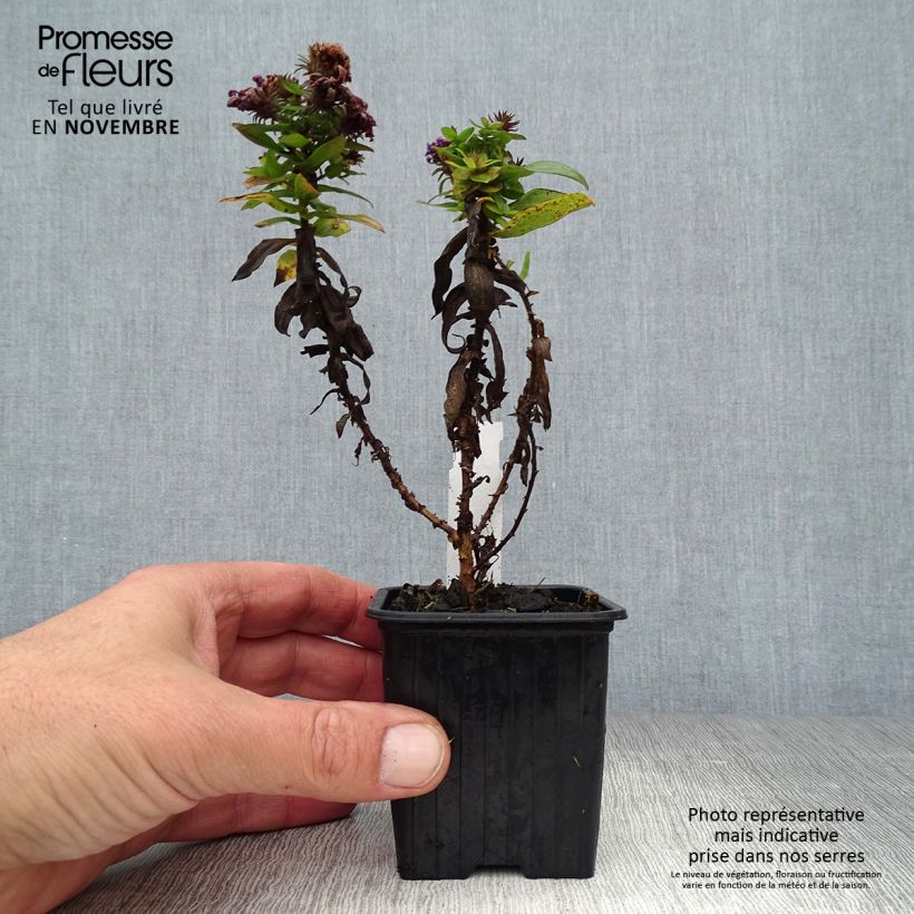 Esimerkki syksyllä toimitetusta Tuoksuasteri Purple Dome 8/9 cm taimiruukku-taimesta