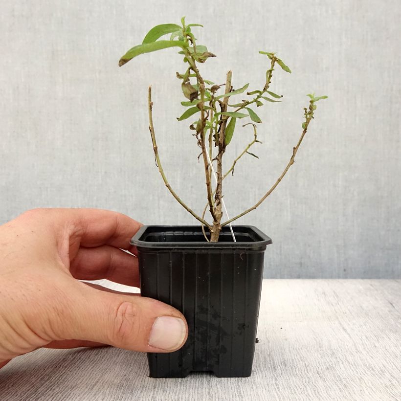 Esimerkki syksyllä toimitetusta Tuoksuasteri Rosa Sieger 7/8 cm taimiruukku-taimesta