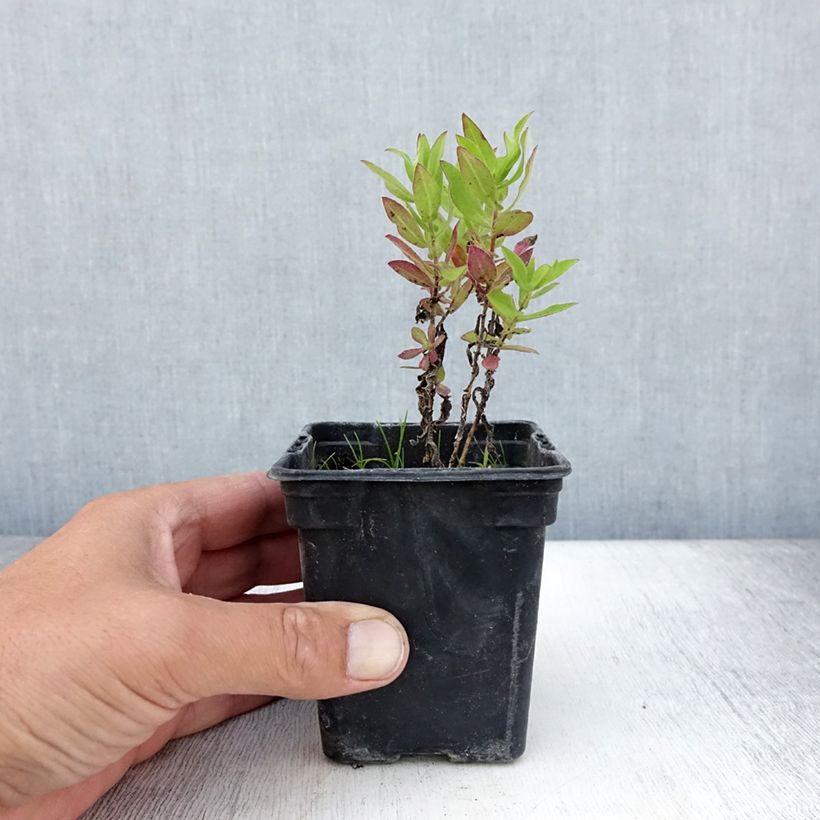 Esimerkki kesällä toimitetusta Tuoksuasteri Septemberrubin Godet de 7/8 cm-taimesta