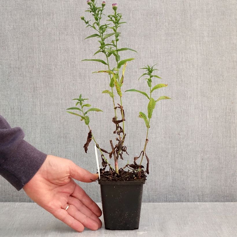Esimerkki syksyllä toimitetusta Syysasteri Eventide 7/8 cm taimiruukku-taimesta