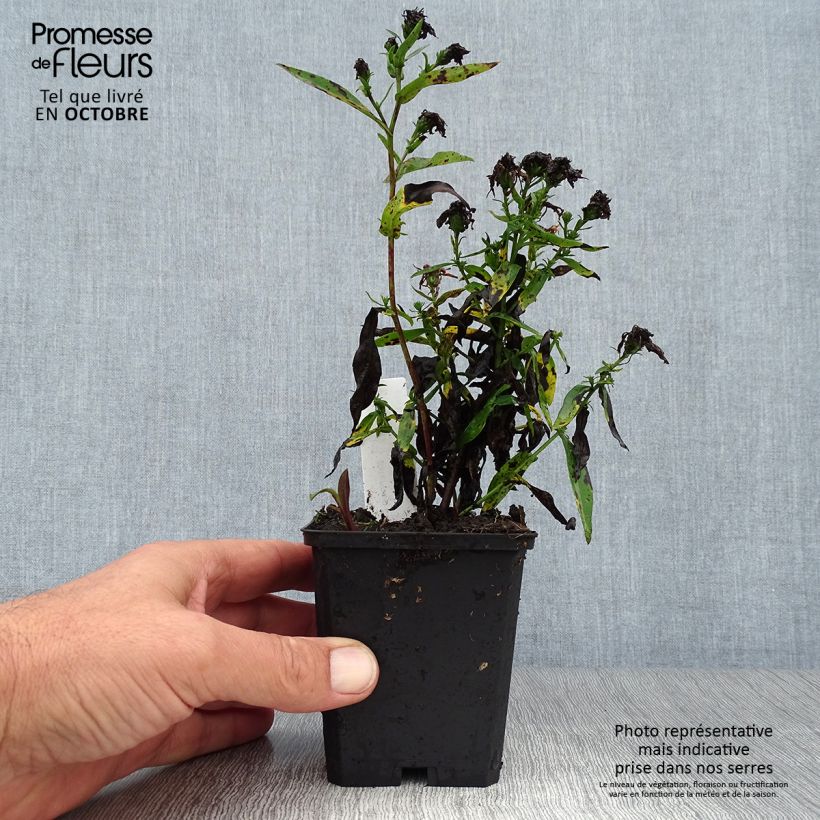 Esimerkki syksyllä toimitetusta Syysasteri Patricia Ballard 8/9 cm taimiruukku-taimesta