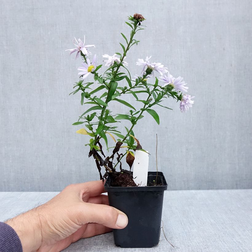 Esimerkki syksyllä toimitetusta Syysasteri Porzellan 8/9 cm taimiruukku-taimesta