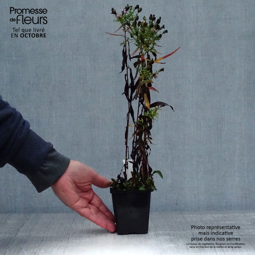 Esimerkki syksyllä toimitetusta Syysasteri Rosenquarz 8/9 cm taimiruukku-taimesta