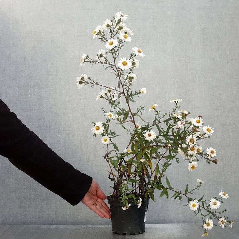 Esimerkki syksyllä toimitetusta Aster novi-belgii White Lady - Aster grand d'automne Pot de 2L/3L-taimesta