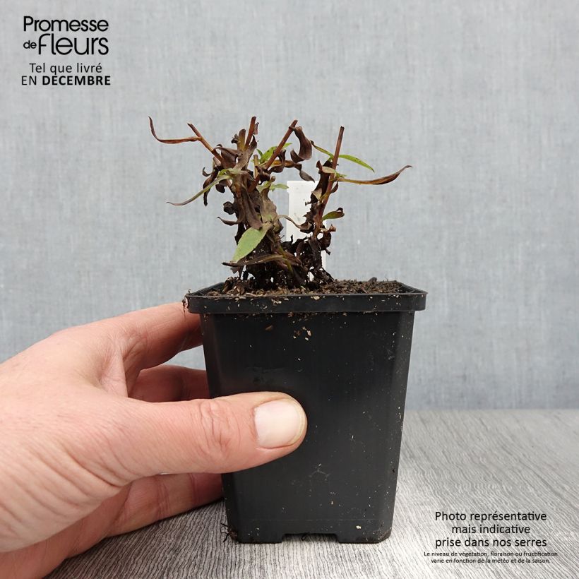 Esimerkki syksyllä toimitetusta Syysasteri White Lady 8/9 cm taimiruukku-taimesta