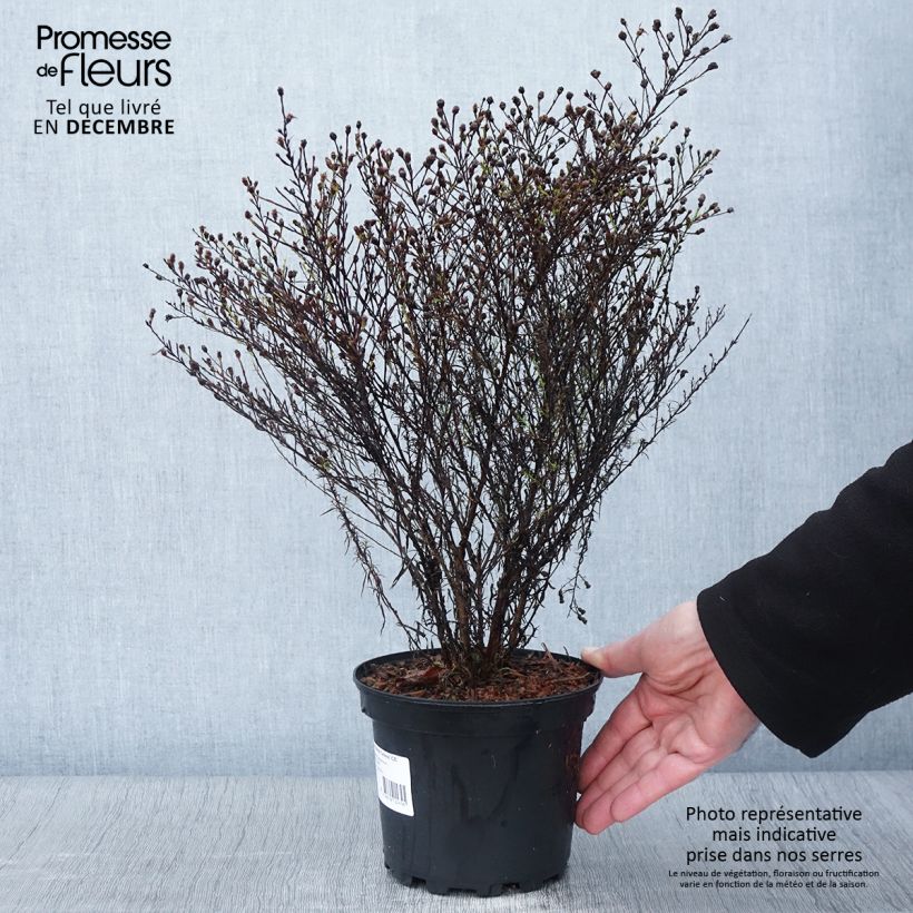 Esimerkki syksyllä toimitetusta Aster pringlei Monte Cassino Pot de 2L/3L-taimesta