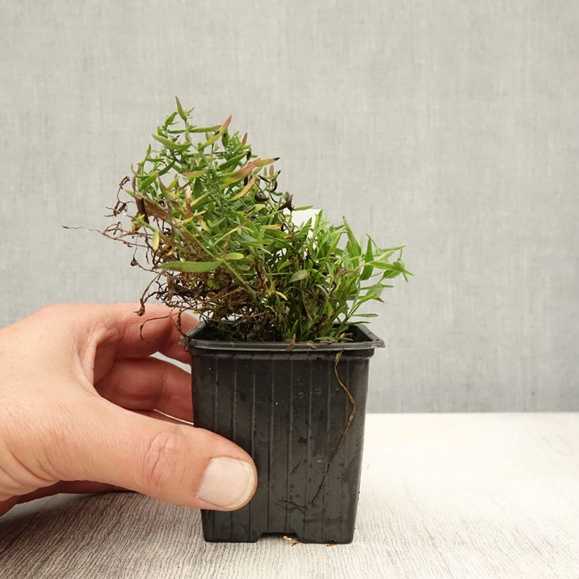 Esimerkki syksyllä toimitetusta Pikkukutriasteri Nanus 8/9 cm taimiruukku-taimesta