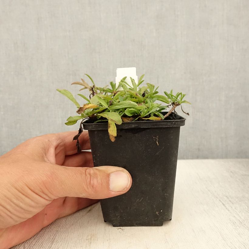 Esimerkki kesällä toimitetusta Syysasteri - Aster sibiricus Godet de 8/9 cm-taimesta
