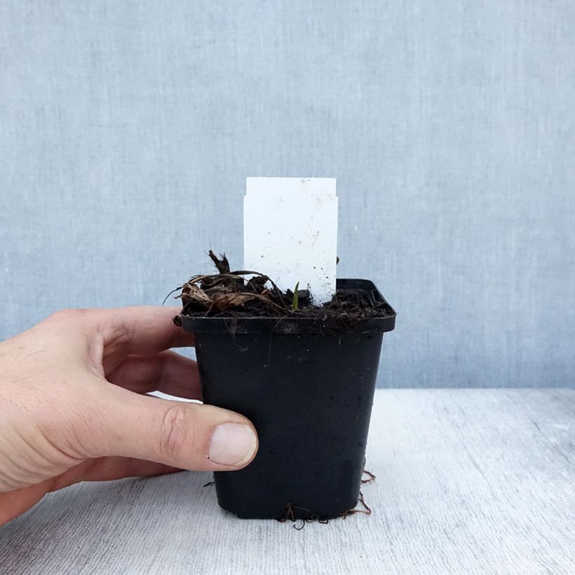 Esimerkki syksyllä toimitetusta Tataariasteri Jindai 8/9 cm taimiruukku-taimesta
