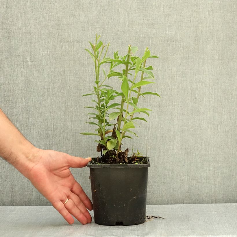 Esimerkki kesällä toimitetusta Asteri - Aster thomsonii 1,5 litran / 2 litran kannu-taimesta