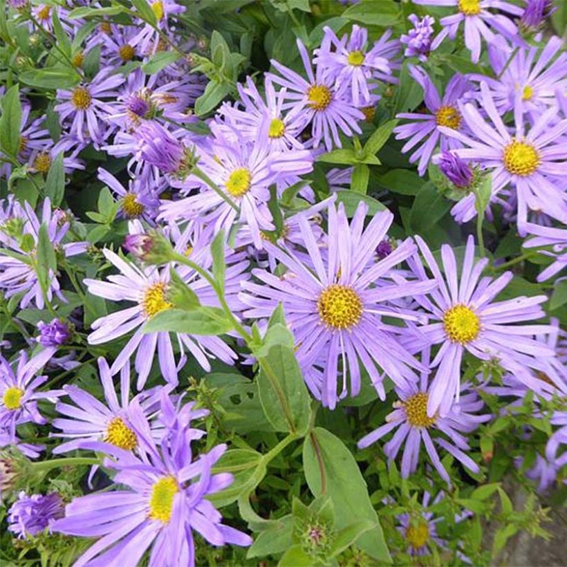 Syysasteri Nanus (Kukinta)