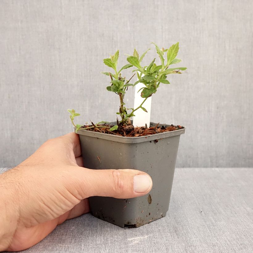 Esimerkki syksyllä toimitetusta Asteri Nanus 8/9 cm taimiruukku-taimesta