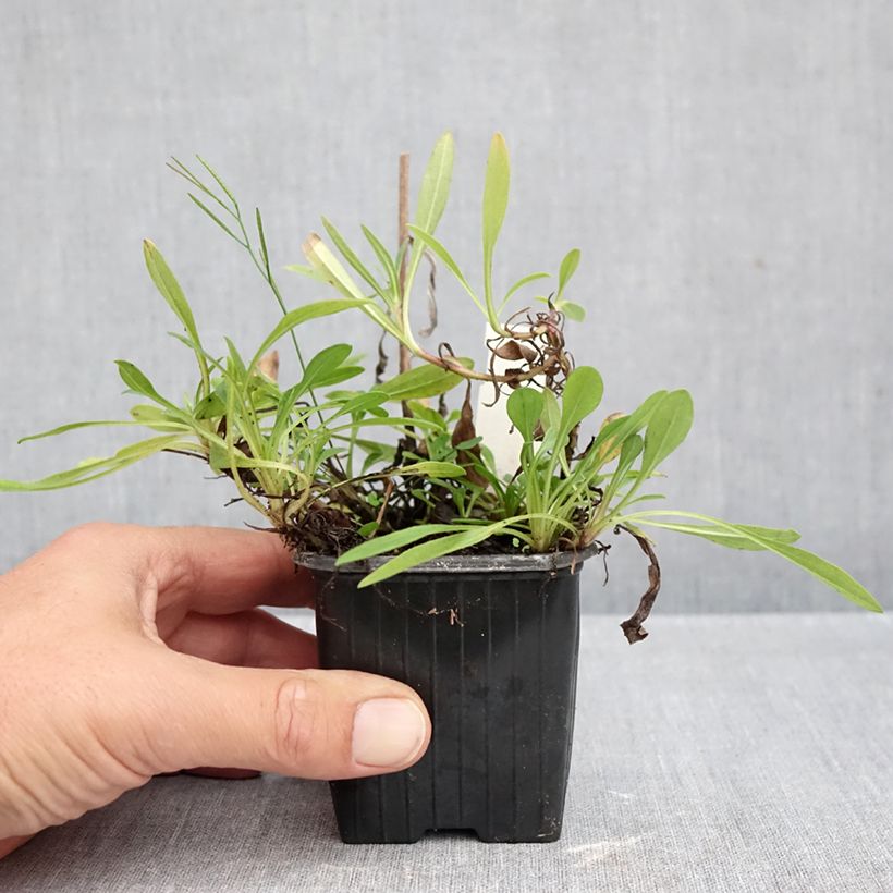 Esimerkki syksyllä toimitetusta Juhannusasteri Berggarten 8/9 cm taimiruukku-taimesta