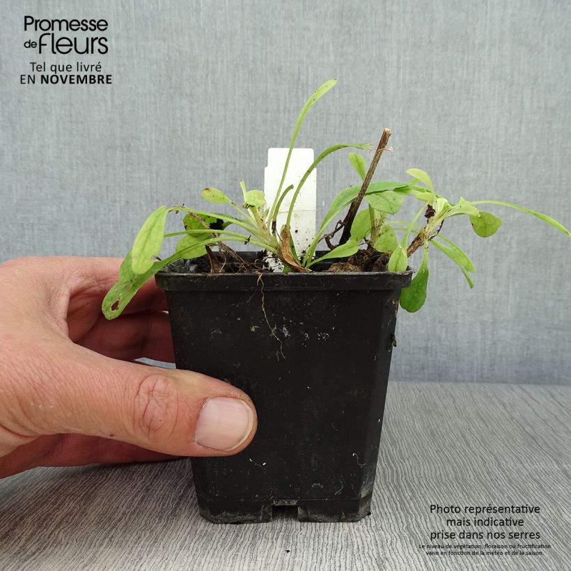 Esimerkki syksyllä toimitetusta Juhannusasteri Wartburgstern 8/9 cm taimiruukku-taimesta