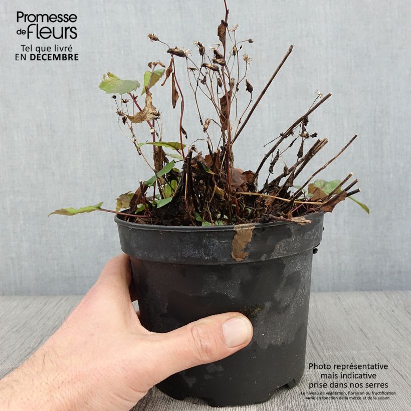 Esimerkki syksyllä toimitetusta Syysasteri - Aster tradescantii 2 litran/3 litran ruukku-taimesta
