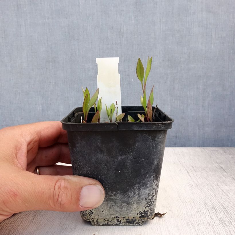 Esimerkki kesällä toimitetusta Syysasteri - Aster tradescantii Godet de 8/9 cm-taimesta