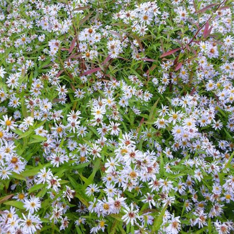 Syysasteri Altweibersommer (Kukinta)