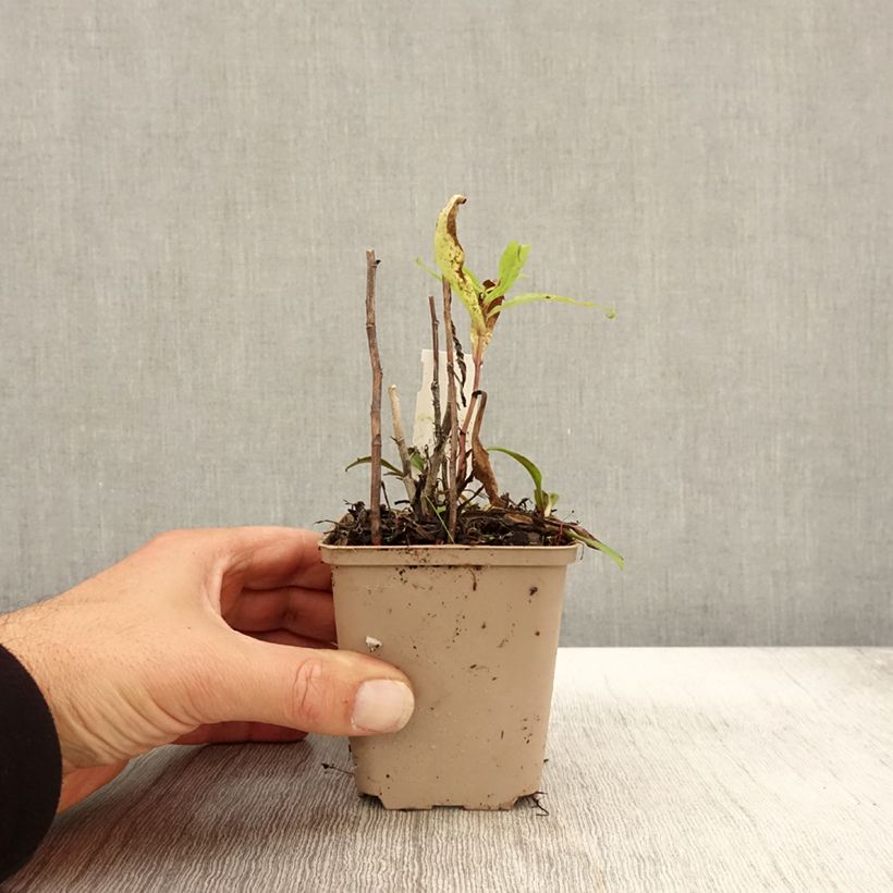 Esimerkki syksyllä toimitetusta Syysasteri Altweibersommer 8/9 cm taimiruukku-taimesta