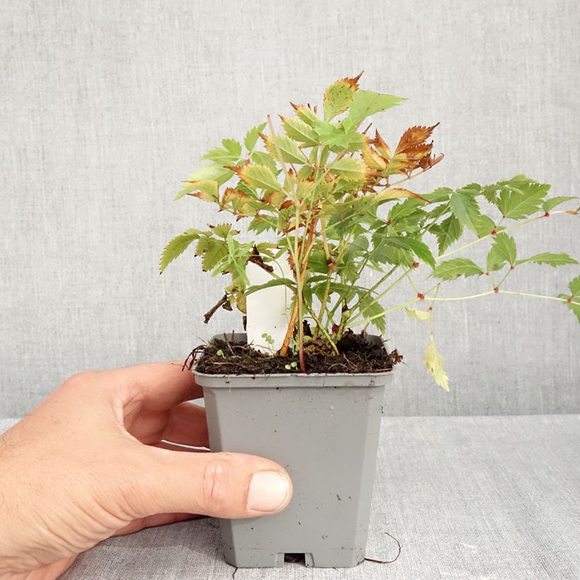 Esimerkki syksyllä toimitetusta Tarhajaloangervo Brautschleier 8/9 cm taimiruukku-taimesta