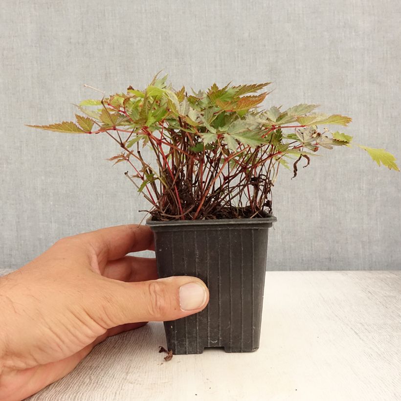 Esimerkki kesällä toimitetusta Tarhajaloangervo Bumalda Taimiruukku 8/9 cm-taimesta