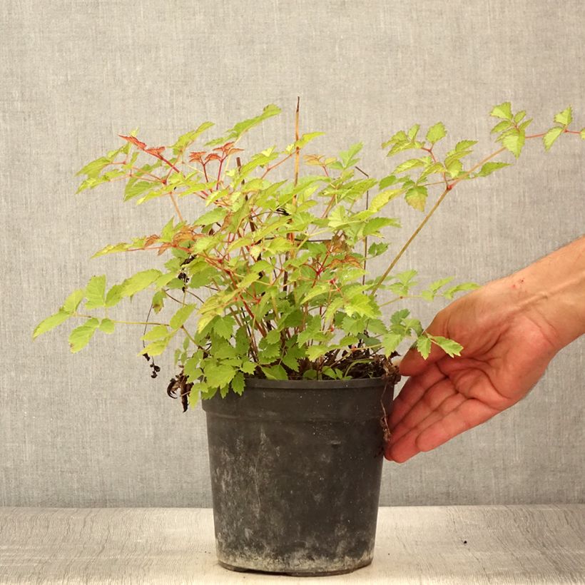 Esimerkki kesällä toimitetusta Tarhajaloangervo Color Flash Lime Pot de 2L/3L-taimesta