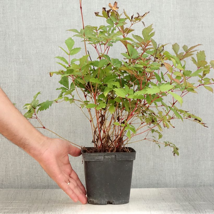 Esimerkki kesällä toimitetusta Astilbe arendsii Moccachino Pot de 2L/3L-taimesta