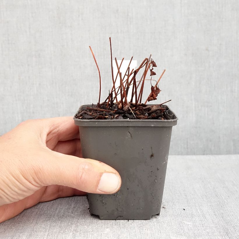 Esimerkki syksyllä toimitetusta Tarhajaloangervo Spinell 8/9 cm taimiruukku-taimesta