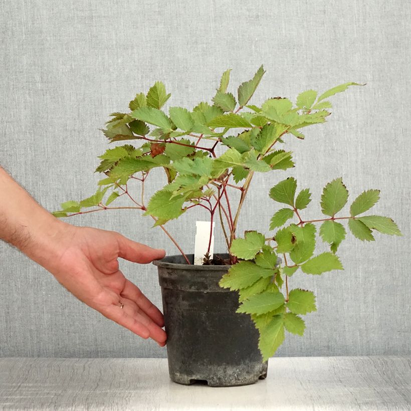 Esimerkki kesällä toimitetusta Astilbe chinensis Mighty Chocolate Cherry Pot de 2L/3L-taimesta