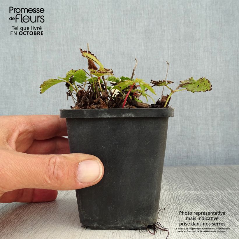 Esimerkki syksyllä toimitetusta Kiinanjaloangervo Pumila 8/9 cm taimiruukku-taimesta