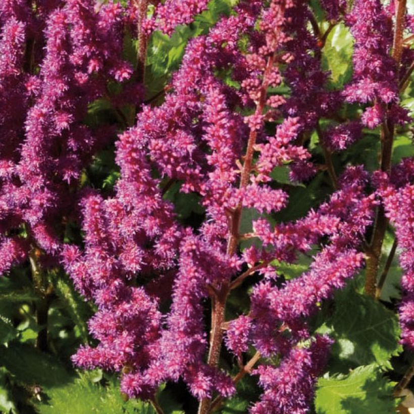 Kiinanjaloangervo Purpurkerze (Kukinta)