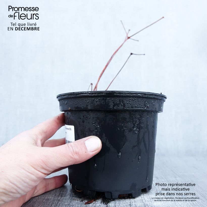 Esimerkki syksyllä toimitetusta Astilbe Chinensis Purpurkerze Pot de 2L/3L-taimesta