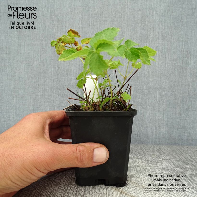 Esimerkki syksyllä toimitetusta Kiinanjaloangervo Purpurkerze 8/9 cm taimiruukku-taimesta