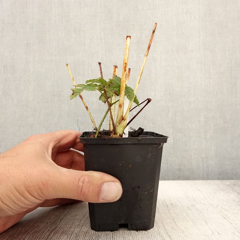 Esimerkki syksyllä toimitetusta Isojaloangervo Purpurlanze 8/9 cm taimiruukku-taimesta