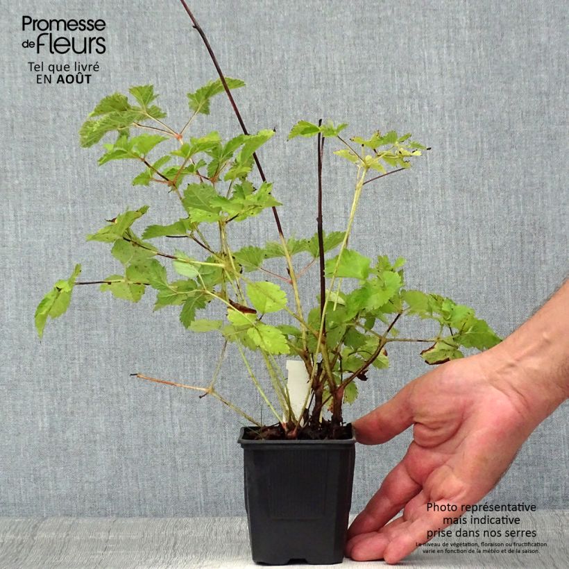 Esimerkki kesällä toimitetusta Isojaloangervo Purpurlanze Taimiruukku 8/9 cm-taimesta
