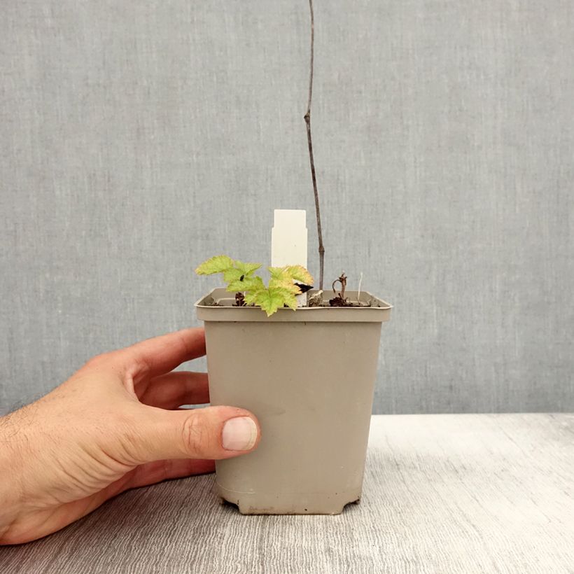 Esimerkki syksyllä toimitetusta Kiinanjaloangervo Superba 8/9 cm taimiruukku-taimesta