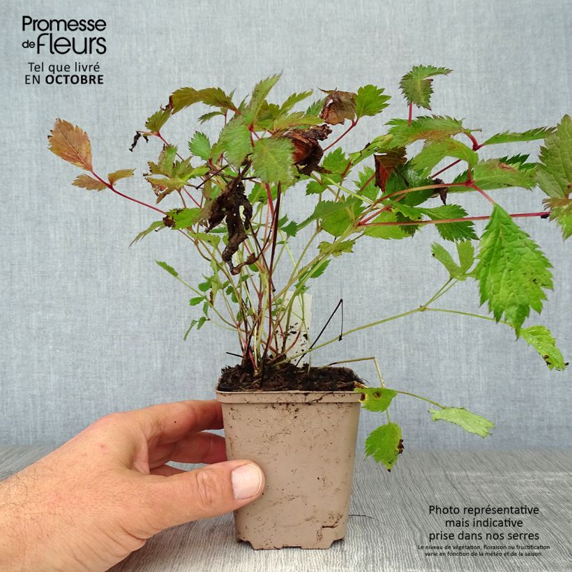 Esimerkki syksyllä toimitetusta Kiinanjaloangervo Veronica Klose 8/9 cm taimiruukku-taimesta