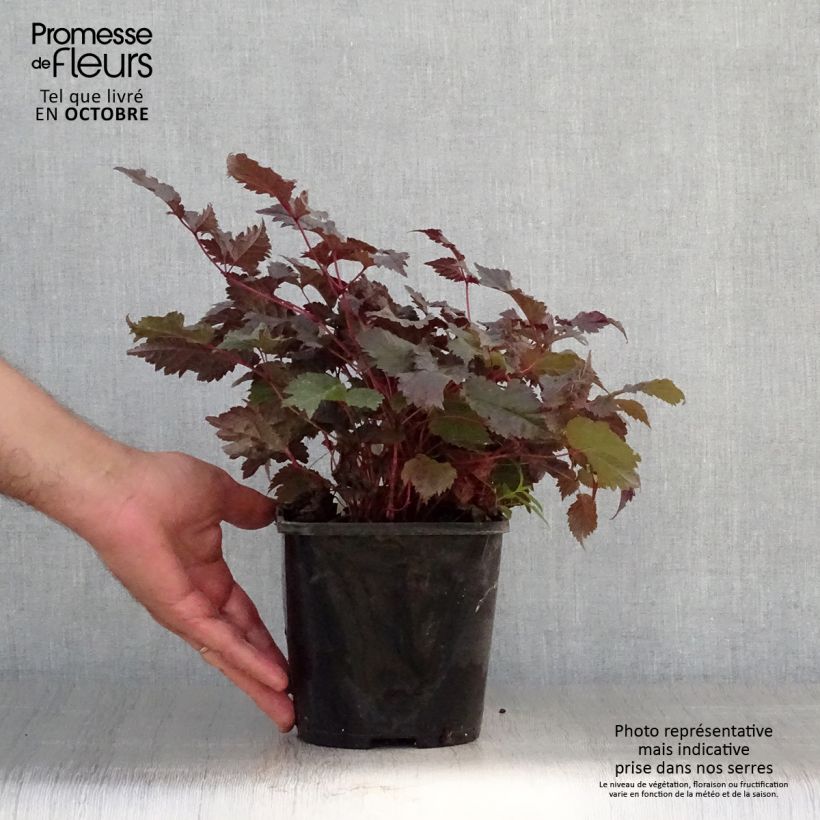 Esimerkki syksyllä toimitetusta Astilbe Chocolate Shogun Pot de 1,5L/2L-taimesta