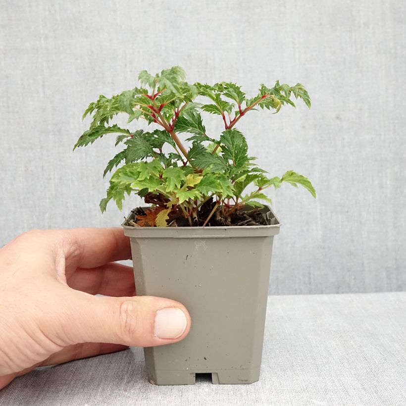 Esimerkki syksyllä toimitetusta Jaloangervo Perkeo 8/9 cm taimiruukku-taimesta