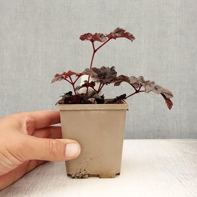 Esimerkki kesällä toimitetusta Astilbe Darkside Of The Moon Godet de 8/9 cm-taimesta