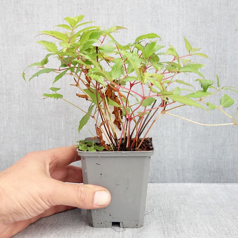 Esimerkki syksyllä toimitetusta Kivikkojaloangervo Red Sentinel 8/9 cm taimiruukku-taimesta