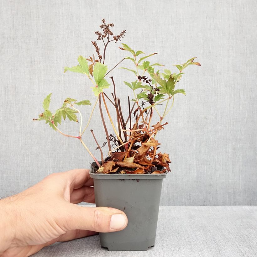 Esimerkki syksyllä toimitetusta Kivikkojaloangervo Vesuvius 8/9 cm taimiruukku-taimesta