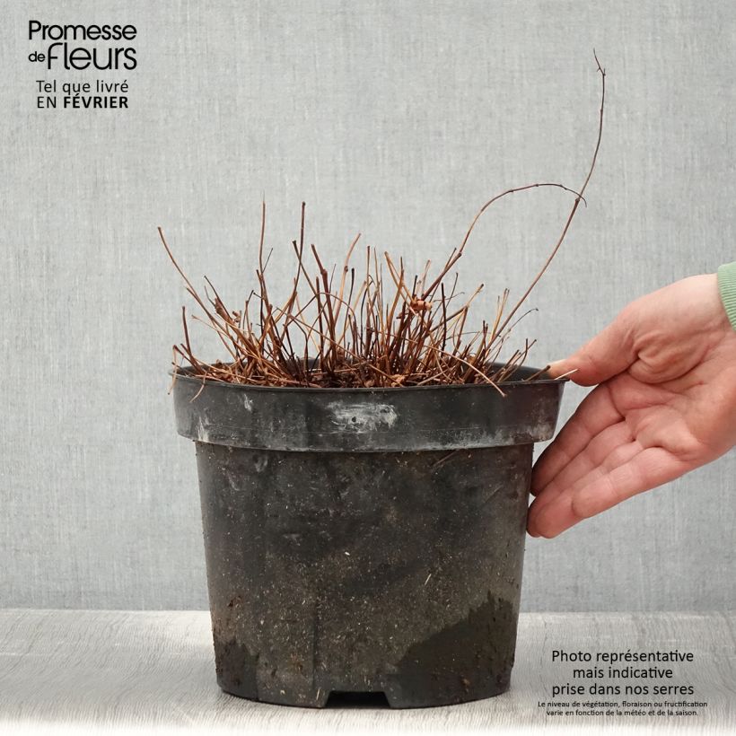 Esimerkki talvella toimitetusta Astilbe simplicifolia Key West Pot de 4L/5L-taimesta