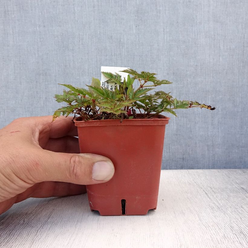Esimerkki kesällä toimitetusta Sulkajaloangervo Pink Lightning Godet de 8/9 cm-taimesta