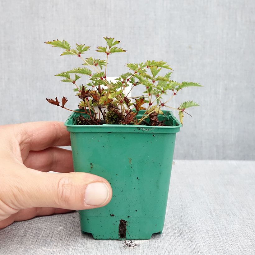 Esimerkki syksyllä toimitetusta Sulkajaloangervo Sprite 8/9 cm taimiruukku-taimesta