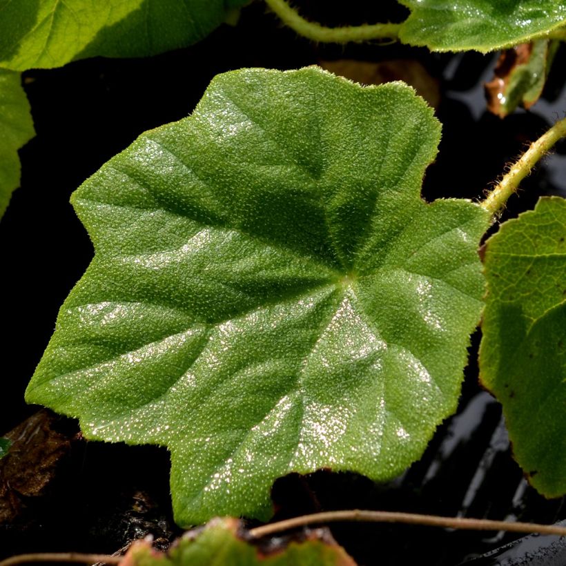 Astilboides tabularis (Lehvistö)
