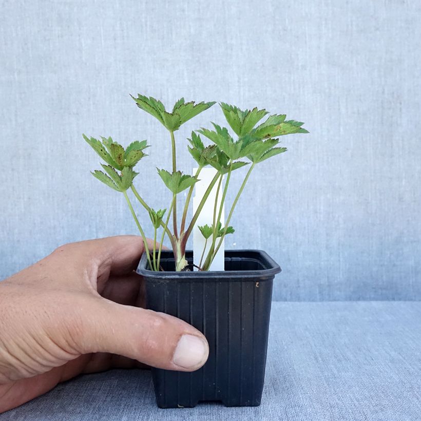 Esimerkki kesällä toimitetusta Isotähtiputki Claret Godet de 8/9 cm-taimesta